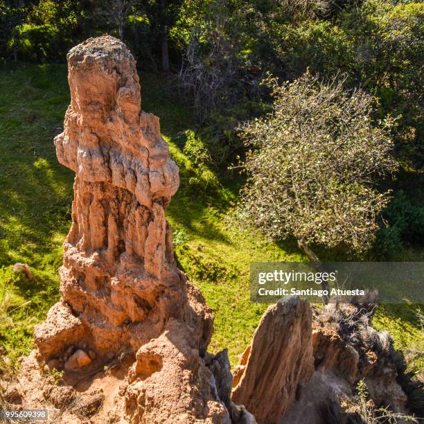 Tree Looking Column 1,147 Column (Tree) Stock Photos, High-Res Pictures, and Images - Getty ...