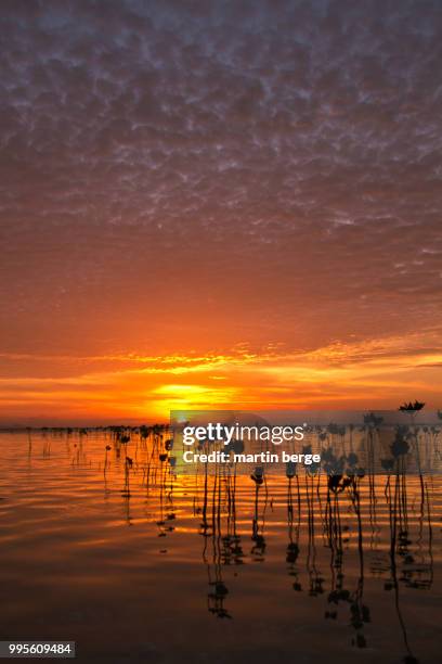 sunset in arboreal island ,raja ampat, papua, indonesia. - berge 個照片及圖片檔