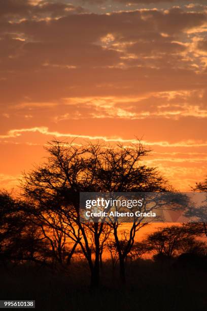 amanecer serengeti - amanecer stock pictures, royalty-free photos & images