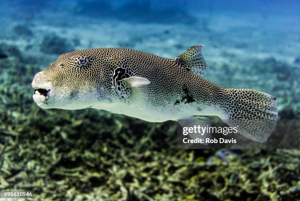 puffer - balloonfish bildbanksfoton och bilder