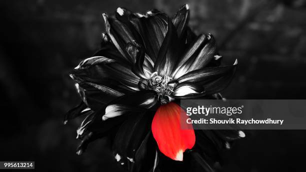 black beauty - black beauty stockfoto's en -beelden