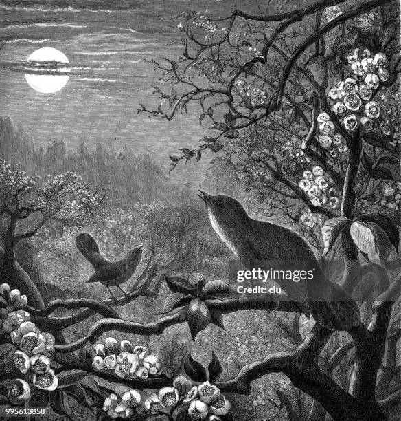 stockillustraties, clipart, cartoons en iconen met nachtegalenzang zingen in de nacht - nightingale bird