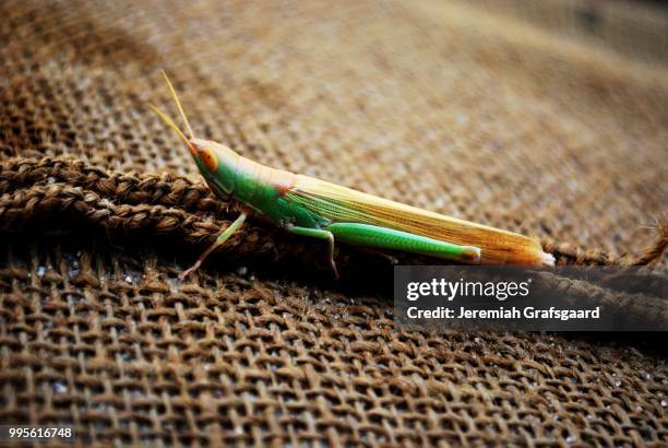 Fym Insect 106 Jeremiah Small Stock Photos, High-Res Pictures, and Images - Getty ...