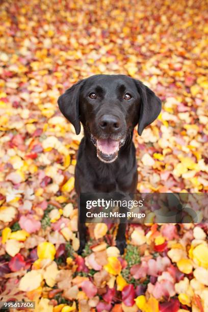 black labrador retriever pet with fall leaves - black labrador 個照片及圖片檔