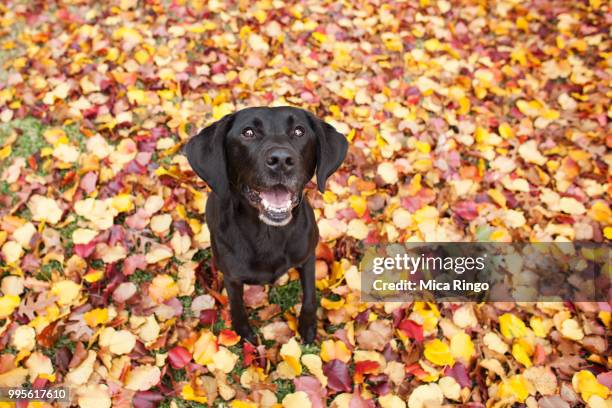 black labrador retriever pet with fall leaves - black labrador 個照片及圖片檔