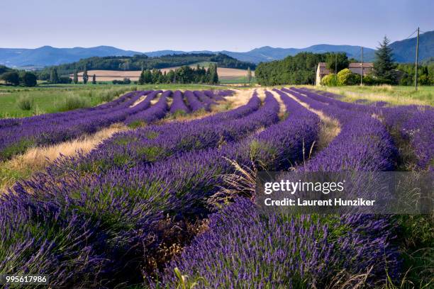 lavanda in provence - hunziker stock pictures, royalty-free photos & images