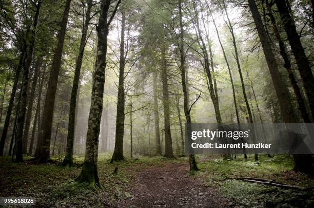 misty forest - hunziker stock pictures, royalty-free photos & images