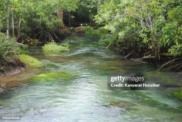 mangrove forest - hunziker stock pictures, royalty-free photos & images