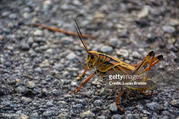 lubber grasshopper - lubber grasshopper bildbanksfoton och bilder