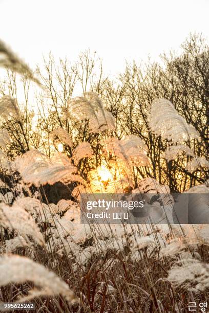 Common Reed Mt 16,596 Common Reed Stock Photos, High-Res Pictures, and Images - Getty ...