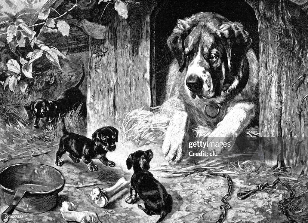 Three young dogs in front of a Saint Bernard dog's hut