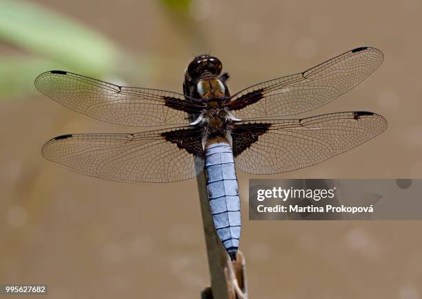 dragonfly on the stalk - libellulidae stock pictures, royalty-free photos & images