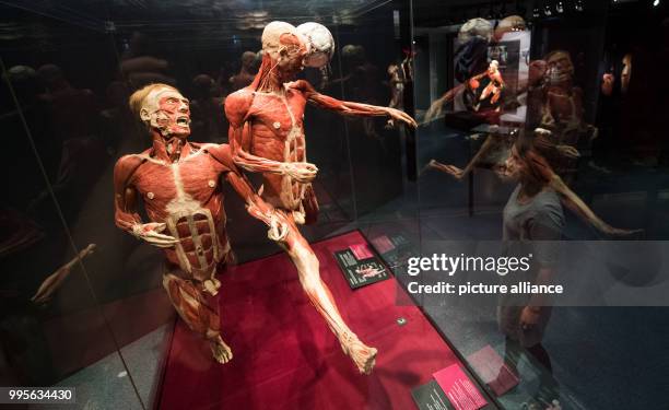 Full-body plastination in a new permanent exhibition by anatomist G. Von Hagens at the Altes Hallenbad in Heidelberg, Germany, 27 September 2017....