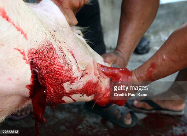 Pig is slaughtered ahead of the Balinese holiday Galungan on May 10, 2010 in Canggu, Indonesia. Galungan occurs every 210 days for 10 days where it...