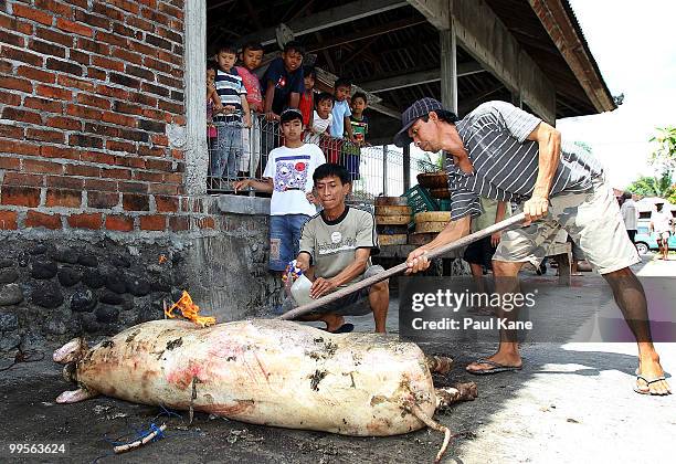 The skin of a pig is cleansed after being slaughtered ahead of the Balinese holiday Galungan on May 10, 2010 in Canggu, Indonesia. Galungan occurs...