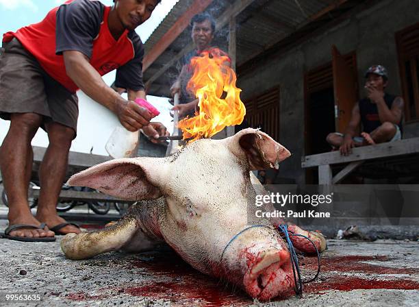 The skin of a pig is cleansed after being slaughtered ahead of the Balinese holiday Galungan on May 10, 2010 in Canggu, Indonesia. Galungan occurs...