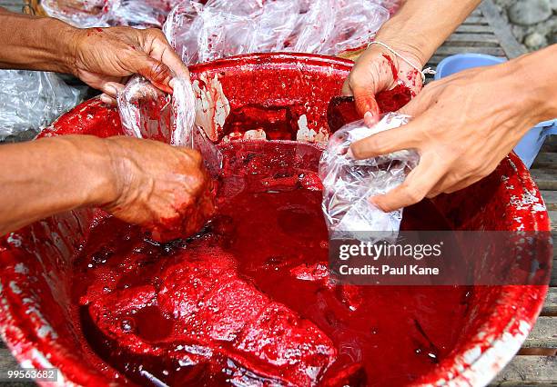 Pig blood is bagged after slaughtering for use in cooking Lawar ahead of the Balinese holiday Galungan on May 10, 2010 in Canggu, Indonesia. Galungan...
