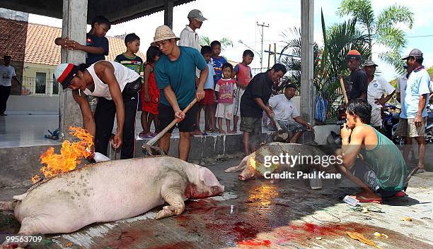 The skin of a pig is cleansed after being slaughtered ahead of the Balinese holiday Galungan on May 10, 2010 in Canggu, Indonesia. Galungan occurs...