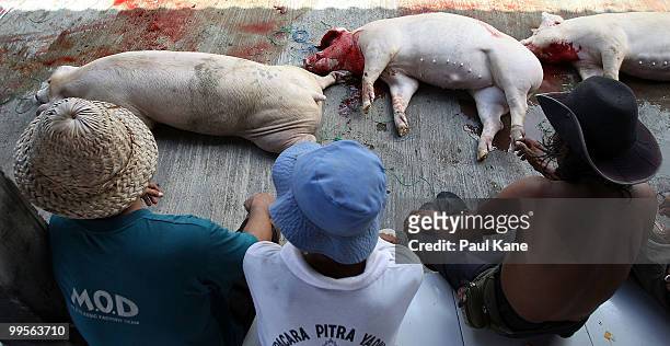 Male villagers look on as pigs lay on the ground after being slaughtered ahead of the Balinese holiday Galungan on May 10, 2010 in Canggu, Indonesia....