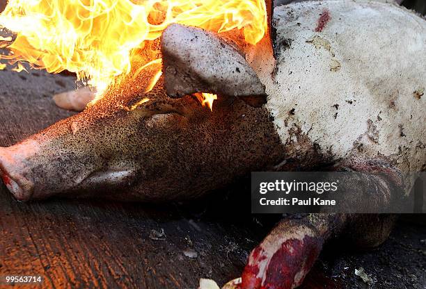 The skin of a pig is cleansed after being slaughtered ahead of the Balinese holiday Galungan on May 10, 2010 in Canggu, Indonesia. Galungan occurs...