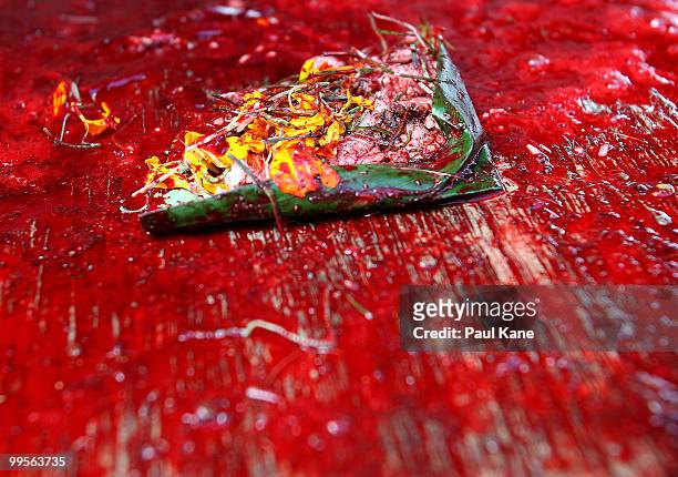 An offering is pictured on the floor covered in blood after the slaughtering of pigs ahead of the Balinese holiday Galungan on May 10, 2010 in...