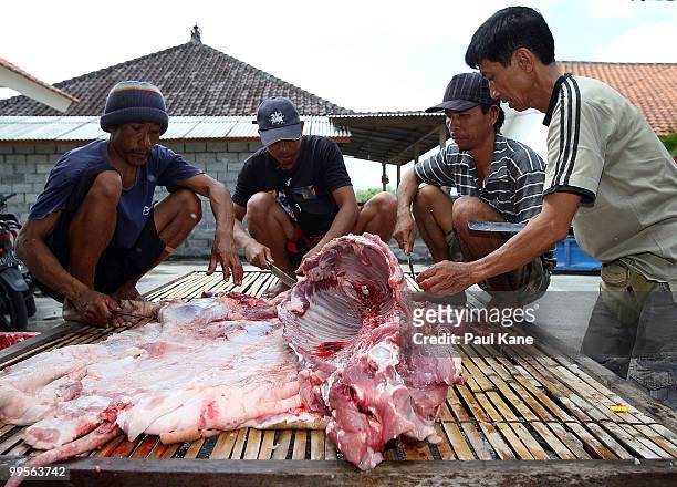 Pig is processed after being slaughtered ahead of the Balinese holiday Galungan on May 10, 2010 in Canggu, Indonesia. Galungan occurs every 210 days...