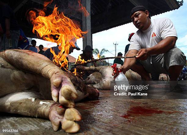 The skin of a pig is cleansed after being slaughtered ahead of the Balinese holiday Galungan on May 10, 2010 in Canggu, Indonesia. Galungan occurs...
