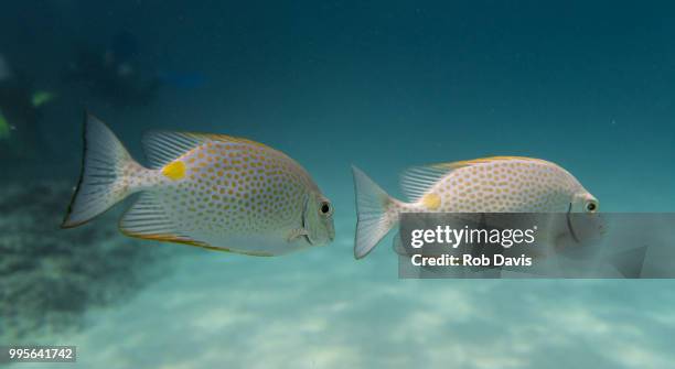 Fish Following 2 447 Fish Following Fish Stock Photos, High-Res Pictures, and Images ...