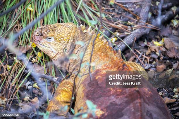 yellow galapagos land iguana - galapagoslandleguaan stockfoto's en -beelden