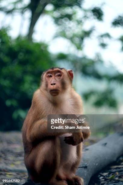 this golf course was once my home. - rhesus macaque stock pictures, royalty-free photos & images