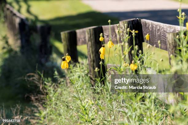 wildflowers along the old fence - marcia stockfoto's en -beelden