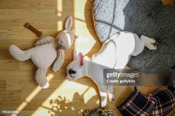 bovenaanzicht van een franse bulldog pup slapen - dierenmand stockfoto's en -beelden