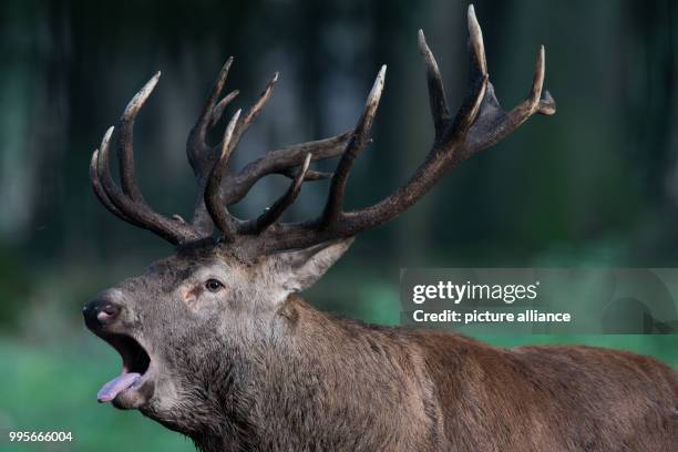Dpatop - A red stag roars for its rut at the Lower Saxonian Tierpark Neuhaus in Neuhaus, Germany, 26 September 2017. The mating season of deers has...
