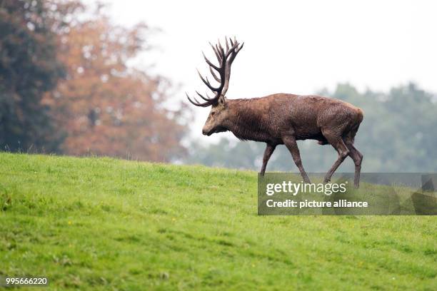 Red stag can be spotted at the Lower Saxonian Tierpark Neuhaus in Neuhaus, Germany, 26 September 2017. The mating season of deers has begun. Photo:...