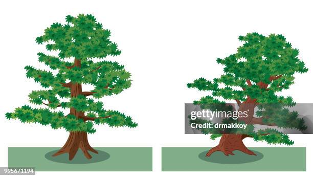 old tree - willow tree white background stock illustrations