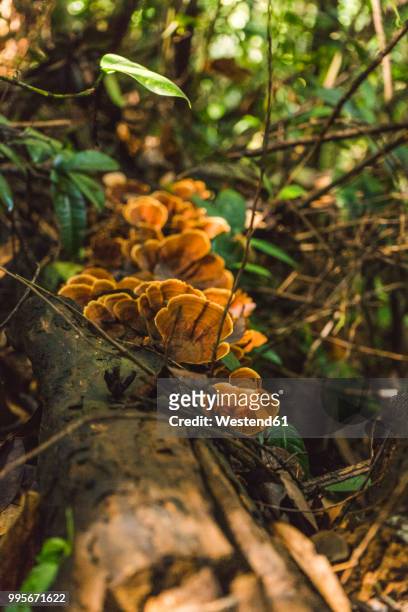 laos, vang vieng, mushrooms growing at tree in the jungle - westend61 stockfoto's en -beelden