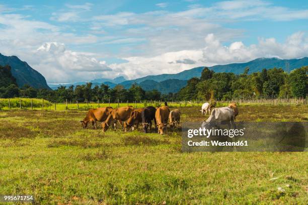 laos, vang vieng, cows in field - westend61 stockfoto's en -beelden