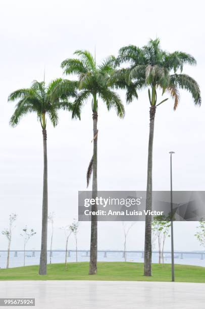 three palm tree - luisa fotografías e imágenes de stock