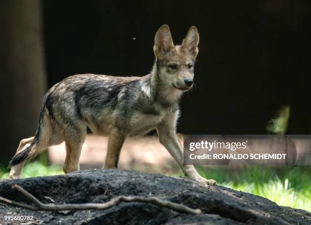 Three-month-old Mexican wolf is seen at the Coyotes Zoo in Mexico City on July 10, 2018. - Eight Mexican wolf cubs born in April at the zoo give new...