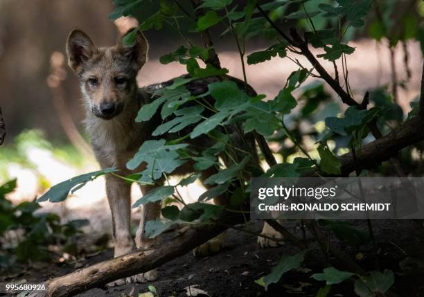 Three-month-old Mexican wolf is seen at the Coyotes Zoo in Mexico City on July 10, 2018. - Eight Mexican wolf cubs born in April at the zoo give new...