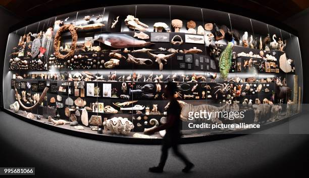 Dpatop - A man stands in front of a giant showcase during the presentation of a new special exhibition at the Nature Museum in Frankfurt/Main,...