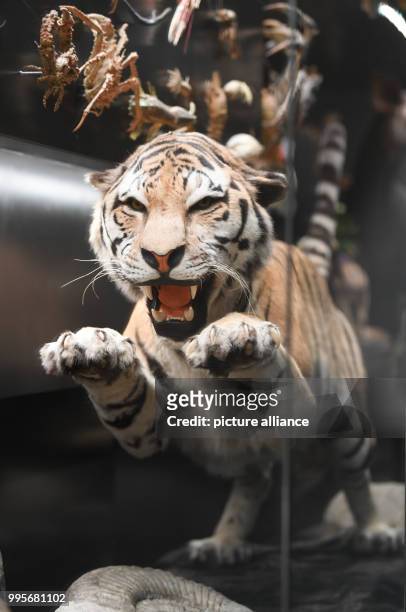 Stuffed tiger can be seen during the presentation of a new special exhibition at the Nature Museum in Frankfurt/Main, Germany, 29 September 2017....