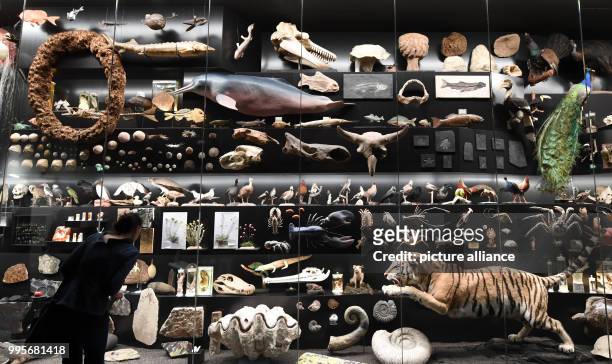 Man stands in front of a giant showcase during the presentation of a new special exhibition at the Nature Museum in Frankfurt/Main, Germany, 29...