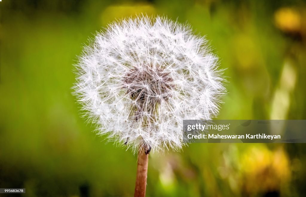 Blowball