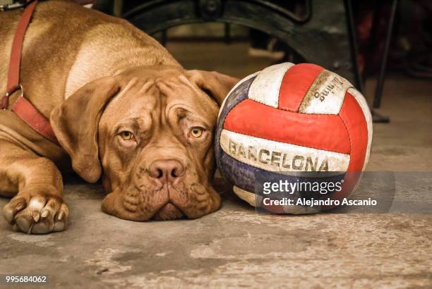 my dog loves barcelona's life style - french mastiff stock pictures, royalty-free photos & images