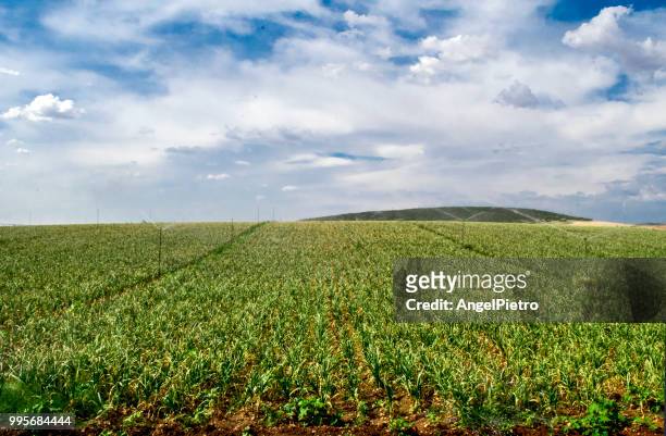 the onion field - miguelangelortega stock pictures, royalty-free photos & images