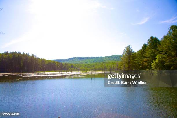 pond surrounded by trees in summer, the berkshires - barry wood stock-fotos und bilder