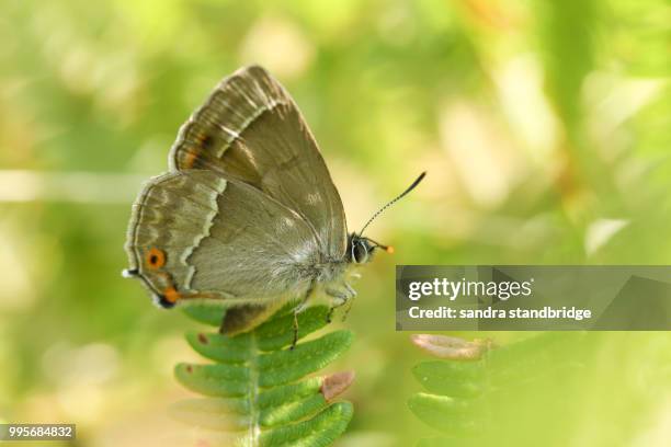 a stunning purple hairstreak butterfly (favonius quercus) perching on a bracken leaf. - hertford hertfordshire stockfoto's en -beelden