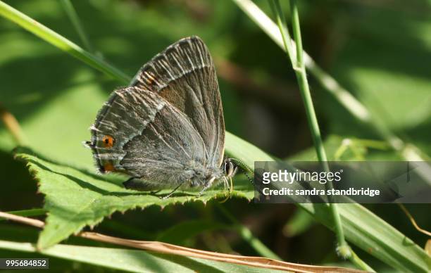 a stunning purple hairstreak butterfly (favonius quercus) searching for moisture on a leaf. - hertford hertfordshire fotografías e imágenes de stock
