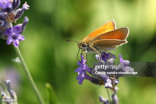 a beautiful small skipper butterfly (thymelicus sylvestris) nectaring on a pretty lavender flower. - proboscis stock pictures, royalty-free photos & images